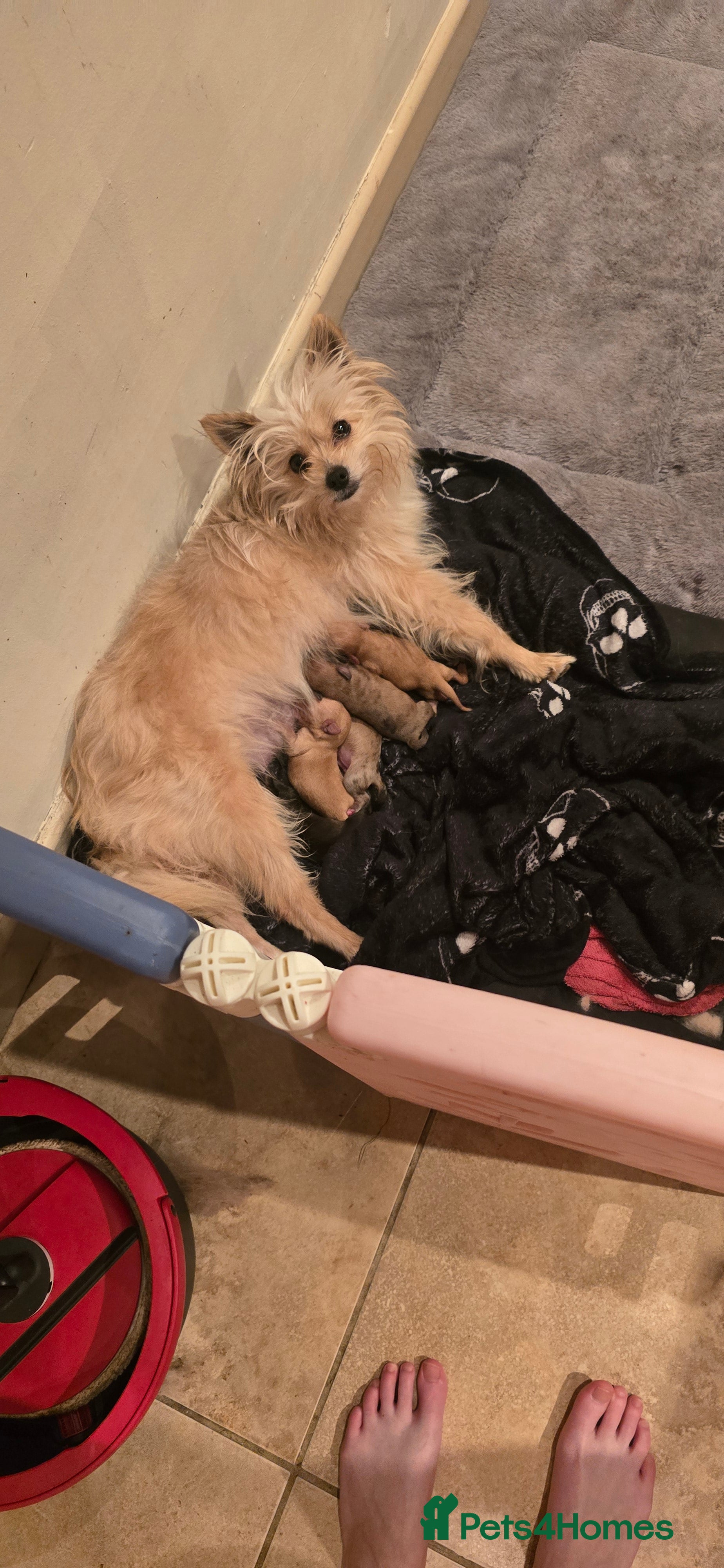 Mixed Breed dogs Dachsund x porkie (pom, yorkie)  in Tonypandy - Advert 2