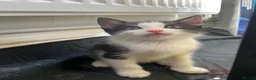 Mixed Breed cats for sale: 2 tuxedo boys  - Advert 2