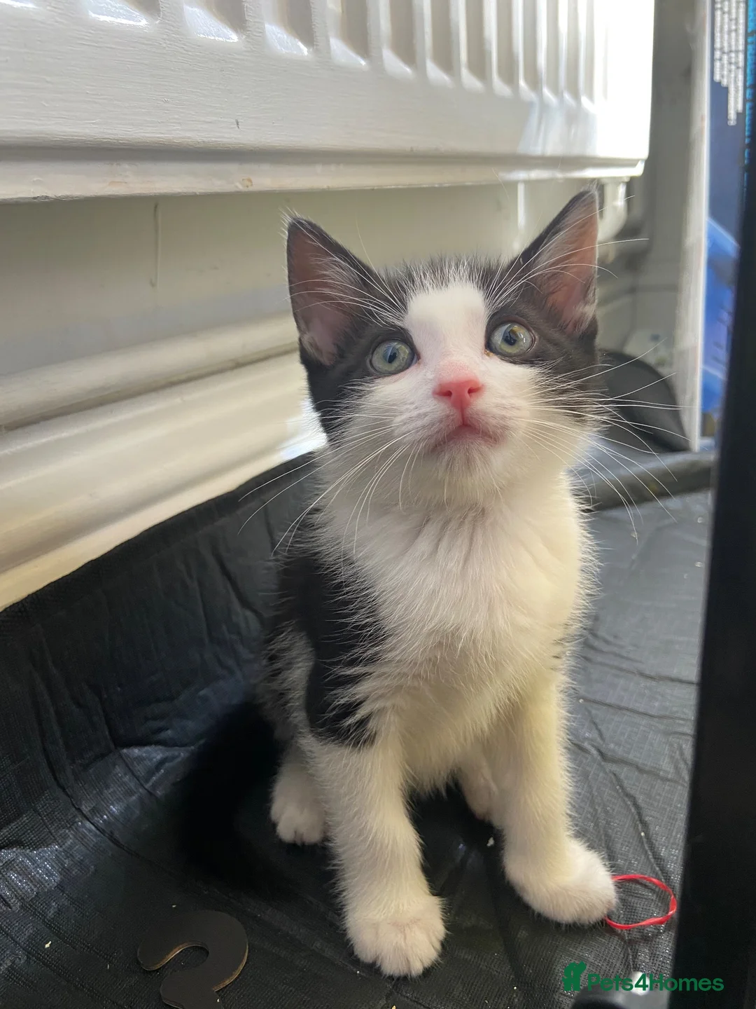 Mixed Breed cats for sale: 2 tuxedo boys  - Advert 2