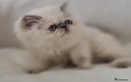 Persian cats for sale: Persian Kittens Looking For New Home - Image 6