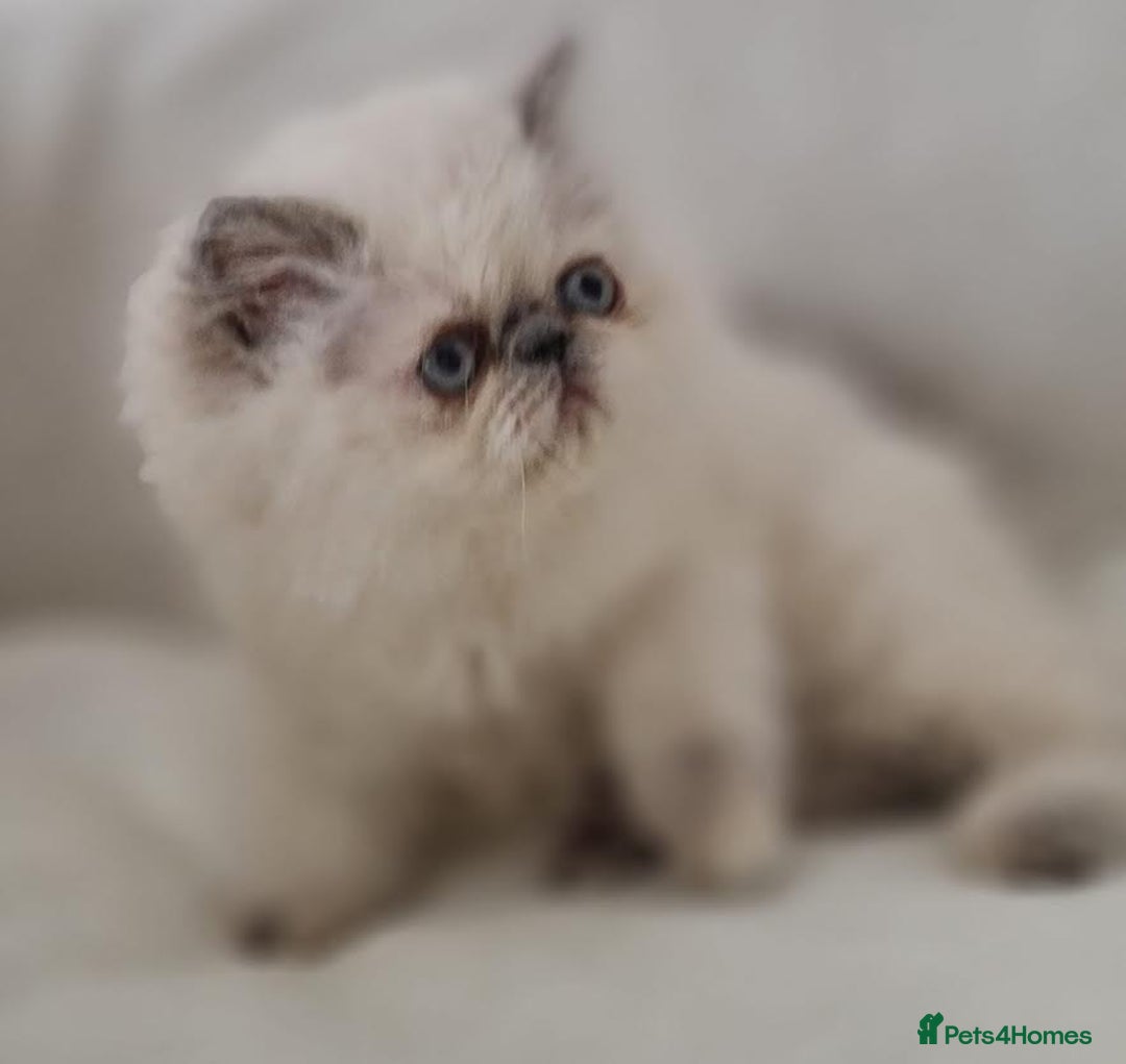 Persian cats for sale: Persian Kittens Looking For New Home - Image 6