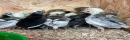 Mixed Breed poultry for sale: Ducks, ducklings, pullets, chicks - Advert 24