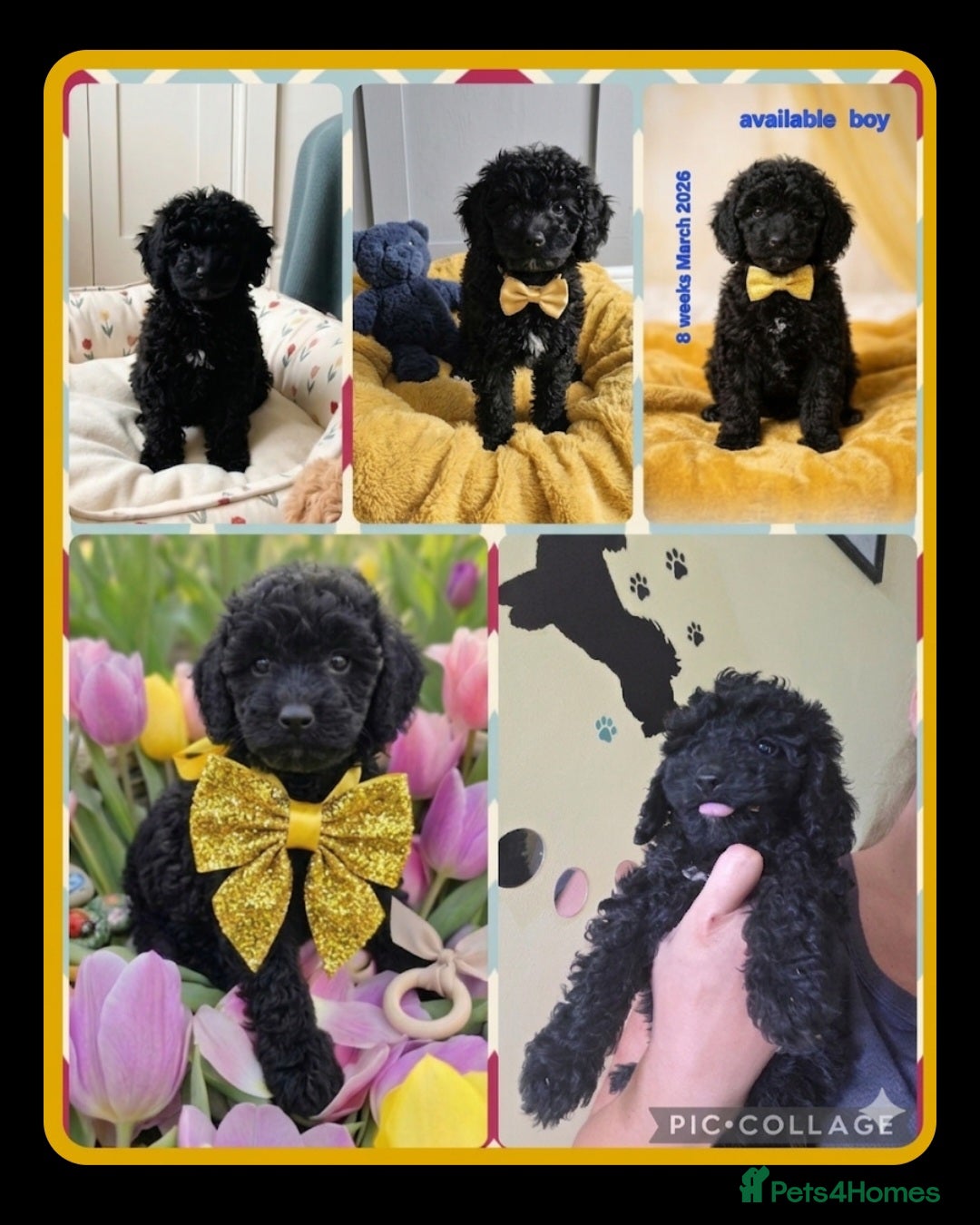Cockapoo dogs 8-WeekOld Cockapoos Pups intelligent no sit, paw - Advert 9