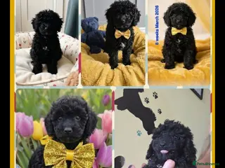 Cockapoo dogs 8-WeekOld Cockapoos Pups intelligent no sit, paw - Advert 9