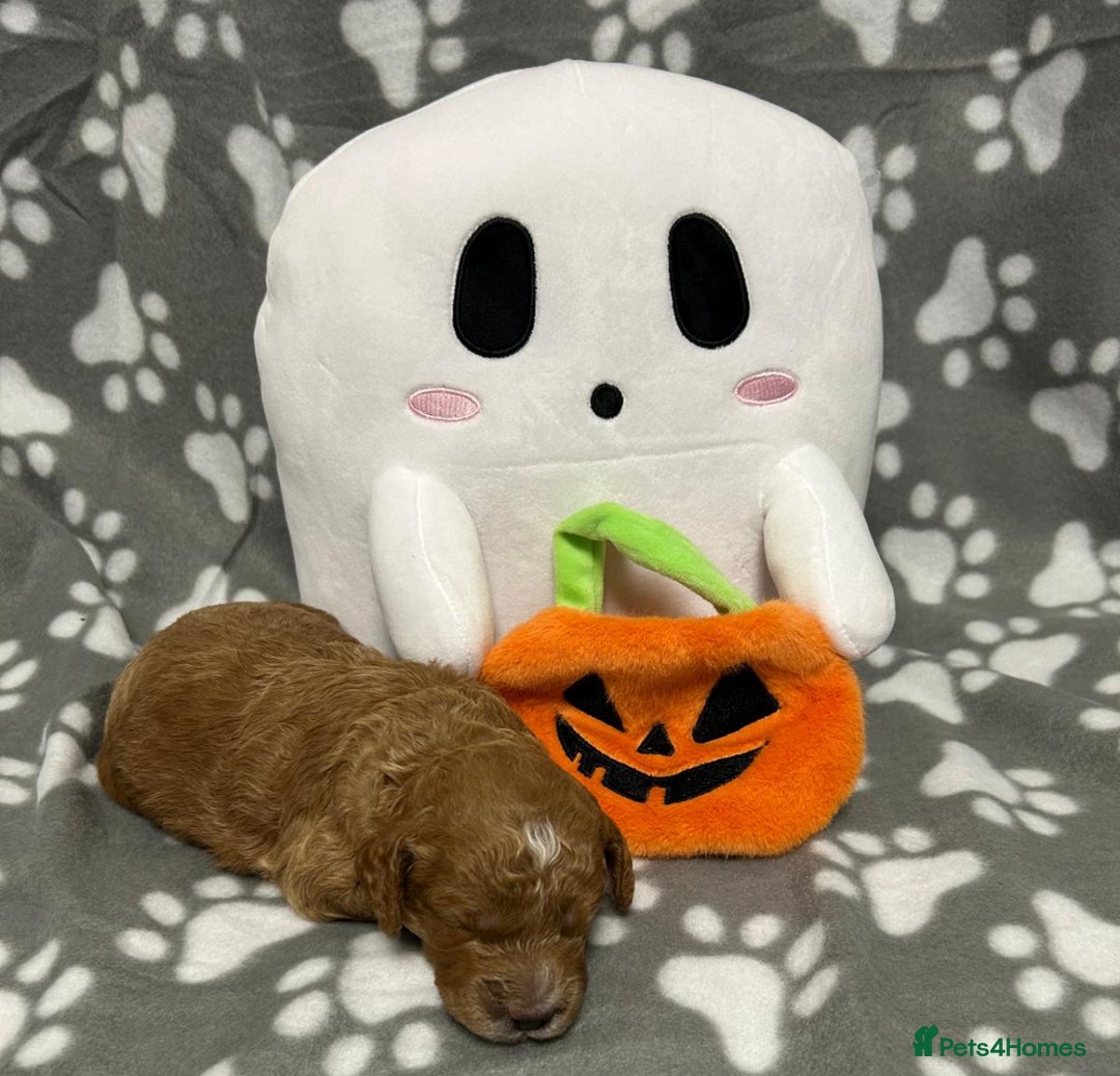 Cockapoo dogs for sale: 5 🌟 fox red cockapoo babies  ready  🏠 now 🐶 - Image 2