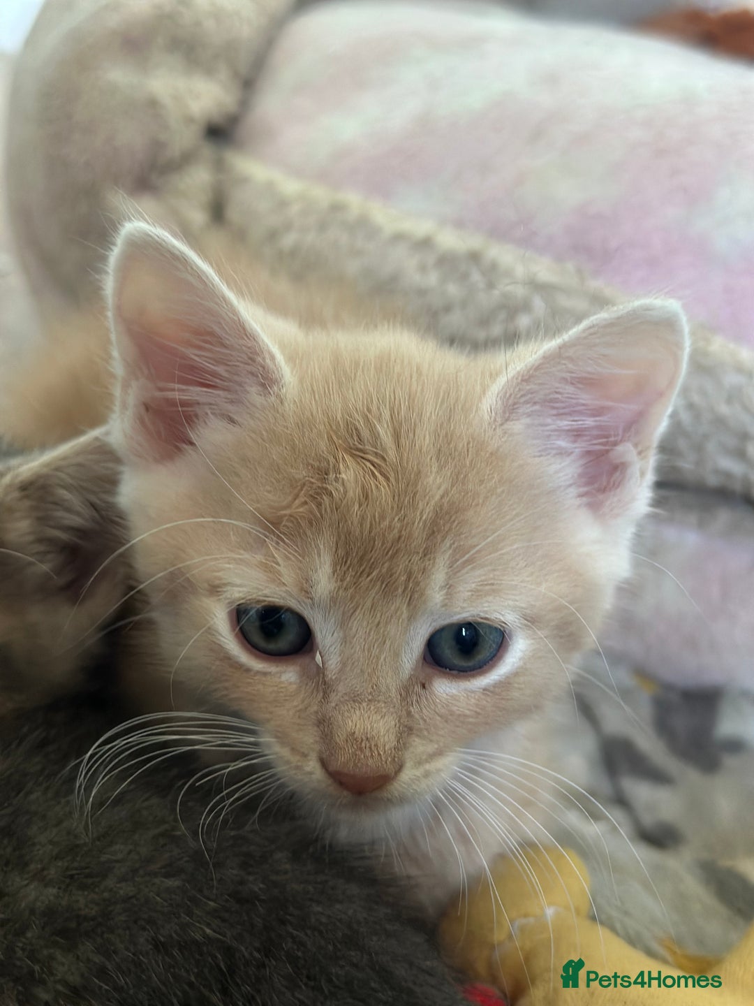 Mixed Breed cats for sale: Two beautiful kittens  - Image 3