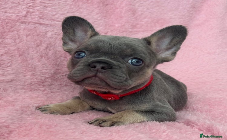 French Bulldog dogs - Advert 7