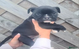 American Bully dogs for sale: Exotic American bully pups blood lines of bitcoin  - Image 8