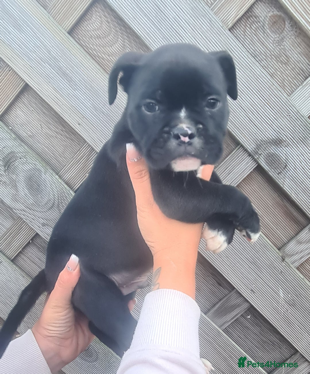 American Bully dogs for sale: Exotic American bully pups blood lines of bitcoin  - Image 8
