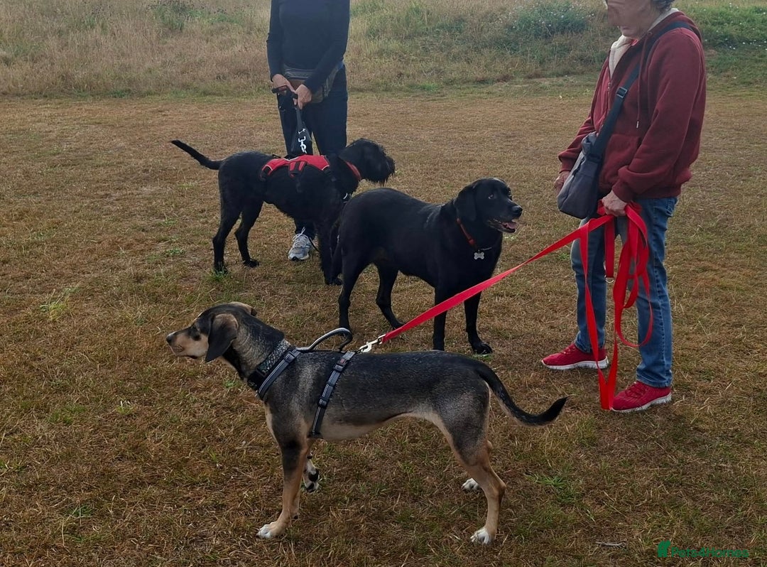 Mixed Breed dogs for adoption: FREYA - 18 Months Old, Hound Mix Girl - Image 9