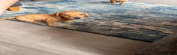 Miniature Dachshund dogs for sale: Beautiful Miniature Dachshund Puppies  - Advert 4