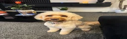 Cockapoo dogs for sale: Beautiful Red Medium Cockapoo Puppies - Advert 3