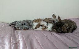 Mini Lop rabbits for sale: Gorgeous Fluffy Purebred Mini Lop bunnies - Image 1