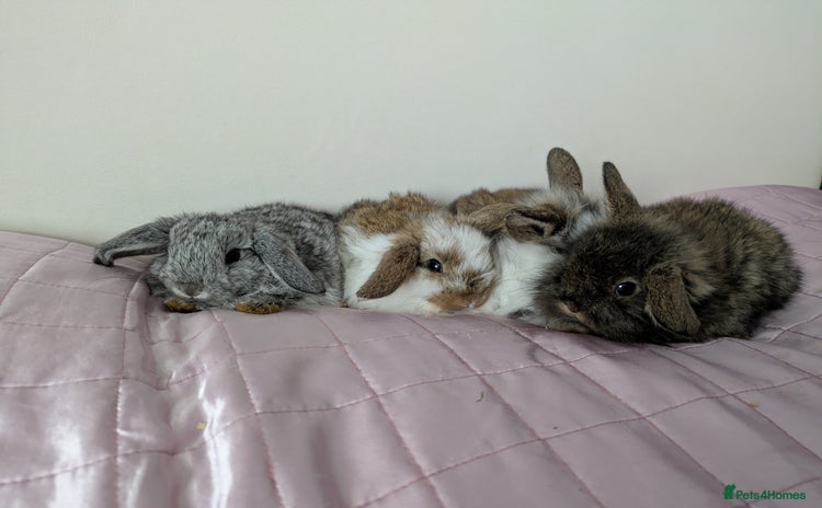 Mini Lop rabbits - Advert 8