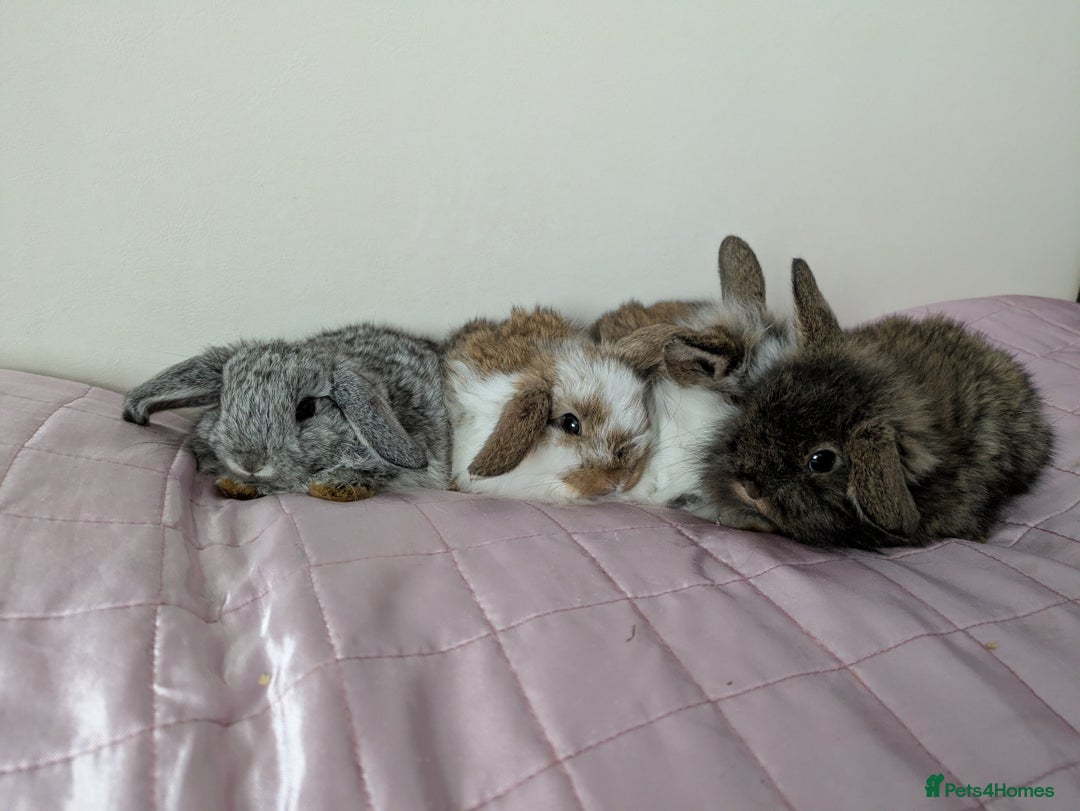 Mini Lop rabbits for sale: Gorgeous Fluffy Purebred Mini Lop bunnies - Image 1
