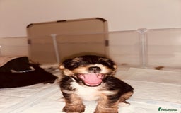 Mixed Breed dogs for sale: Shorkie cross pups for sale! in Alfreton - Image 9