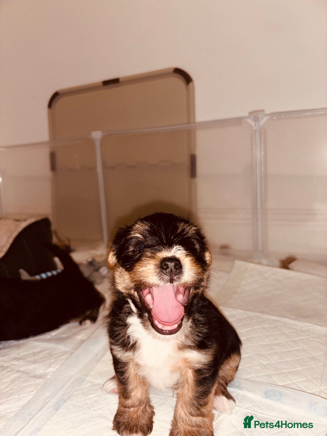 Mixed Breed dogs for sale: Shorkie cross pups for sale! in Alfreton - Image 9