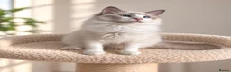 Ragdoll cats for sale: 🐾 Beautiful Ragdoll Kittens for Sale 🐾 - Advert 14