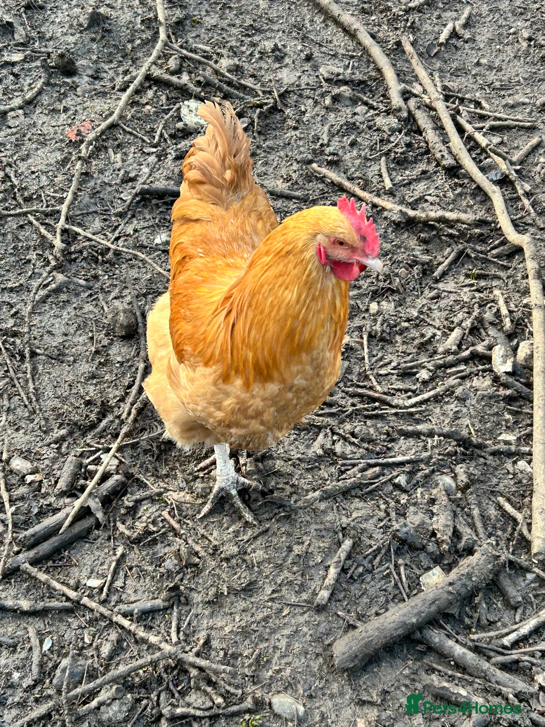 Chickens poultry for sale: Buff Orpington Cockerel  - Advert 4