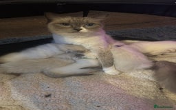 Ragdoll cats for sale: 5 Beautiful Ragdolls looking for a new home  - Image 11