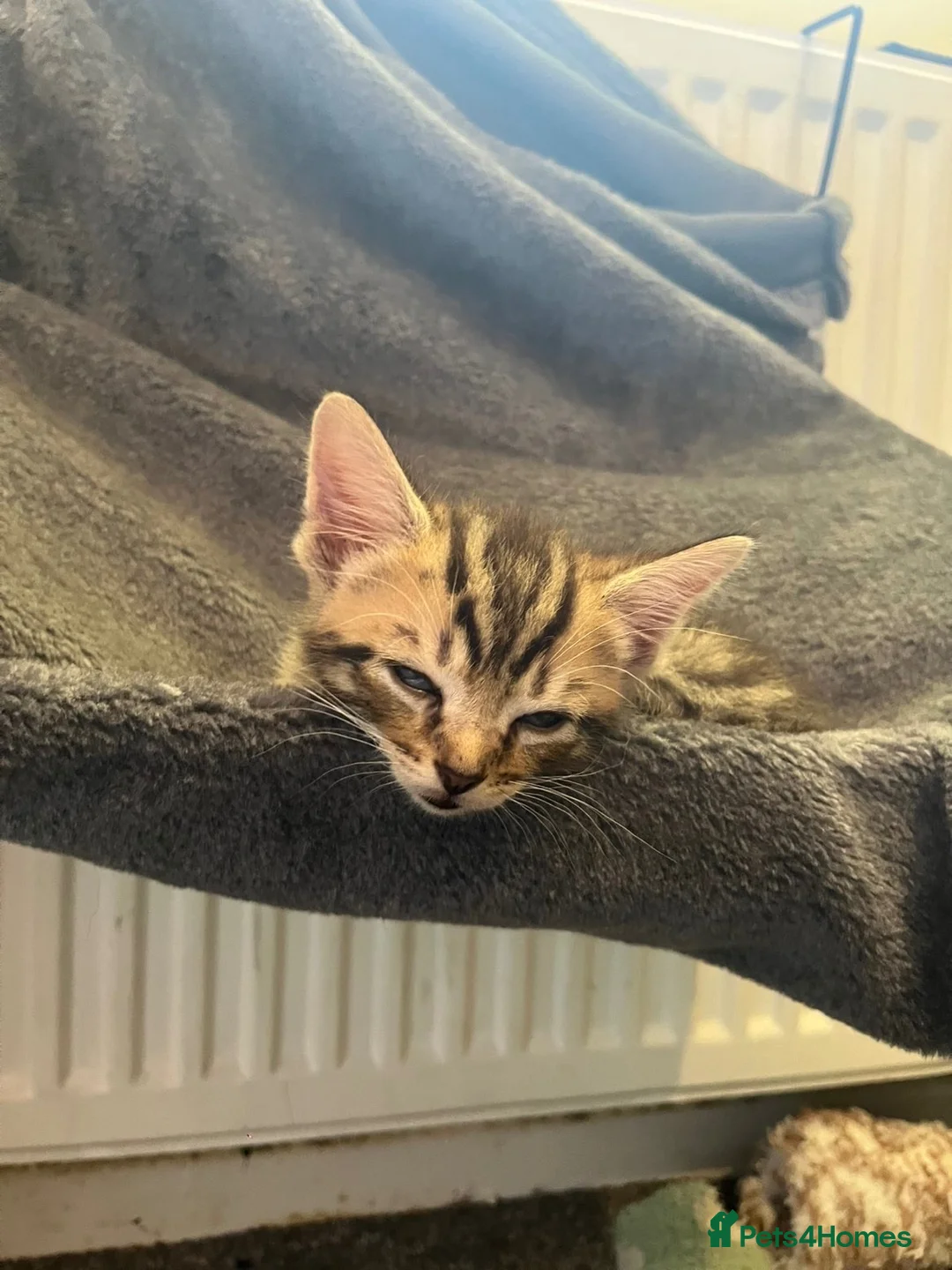 Domestic Shorthair cats for sale: 10 week old kitten in Woodbridge - Advert 2