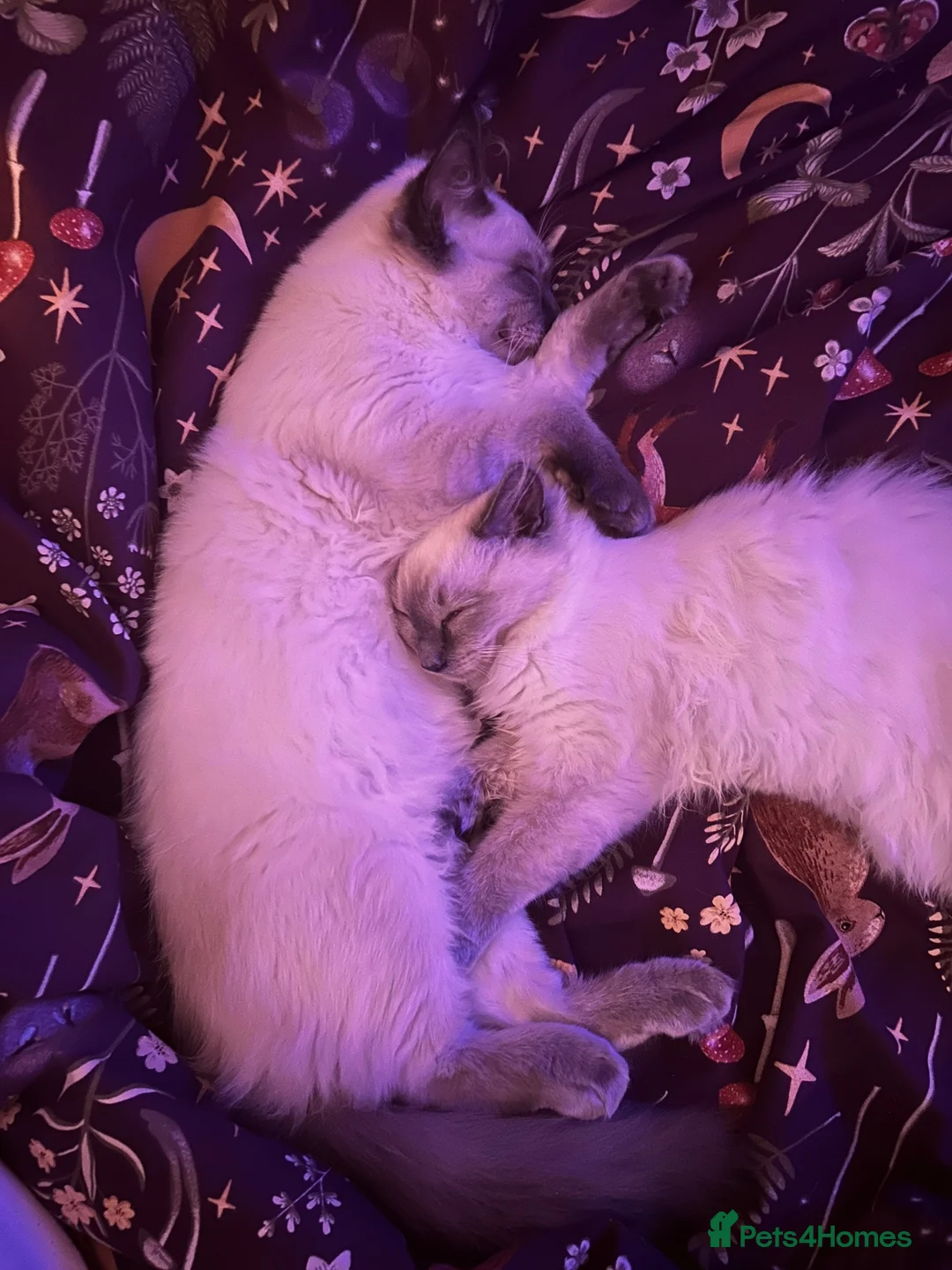 Ragdoll cats for sale: Male & Female Ragdolls for sale  - Advert 1