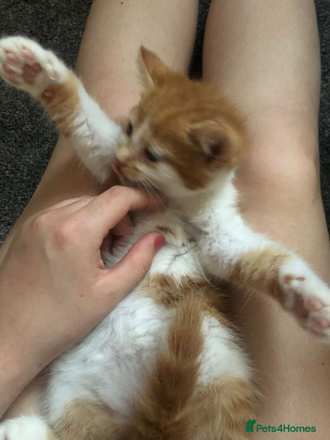 Mixed Breed cats for sale: Ginger and white boy - Image 3