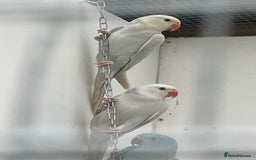 Ringnecks birds for sale: Ringneck in Barking - Image 3