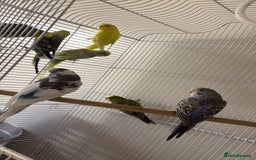 Budgerigars birds for sale: Mixed Budgies for sale - Image 1