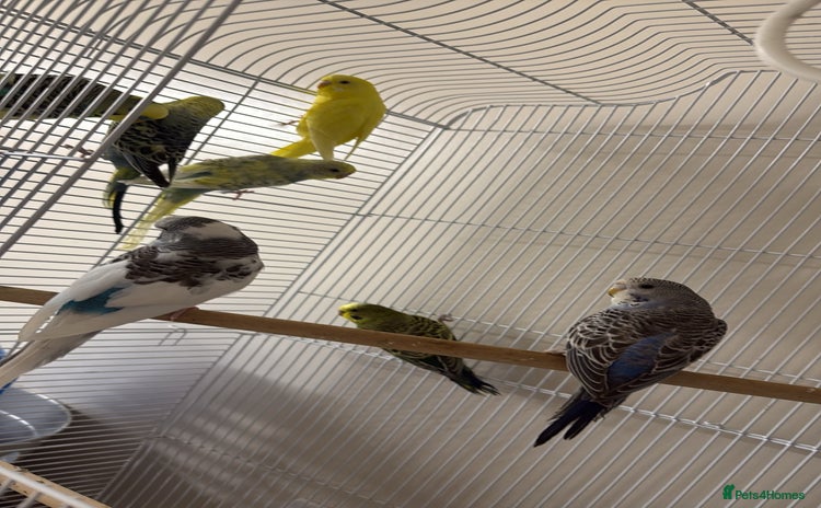 Budgerigars birds - Advert 1