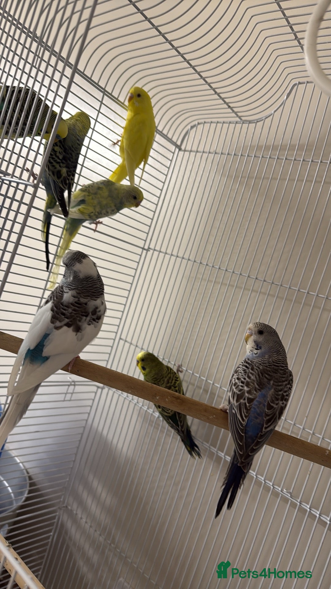 Budgerigars birds for sale: Mixed Budgies for sale - Image 1