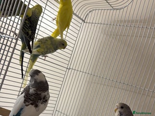 Budgerigars birds - Advert 16