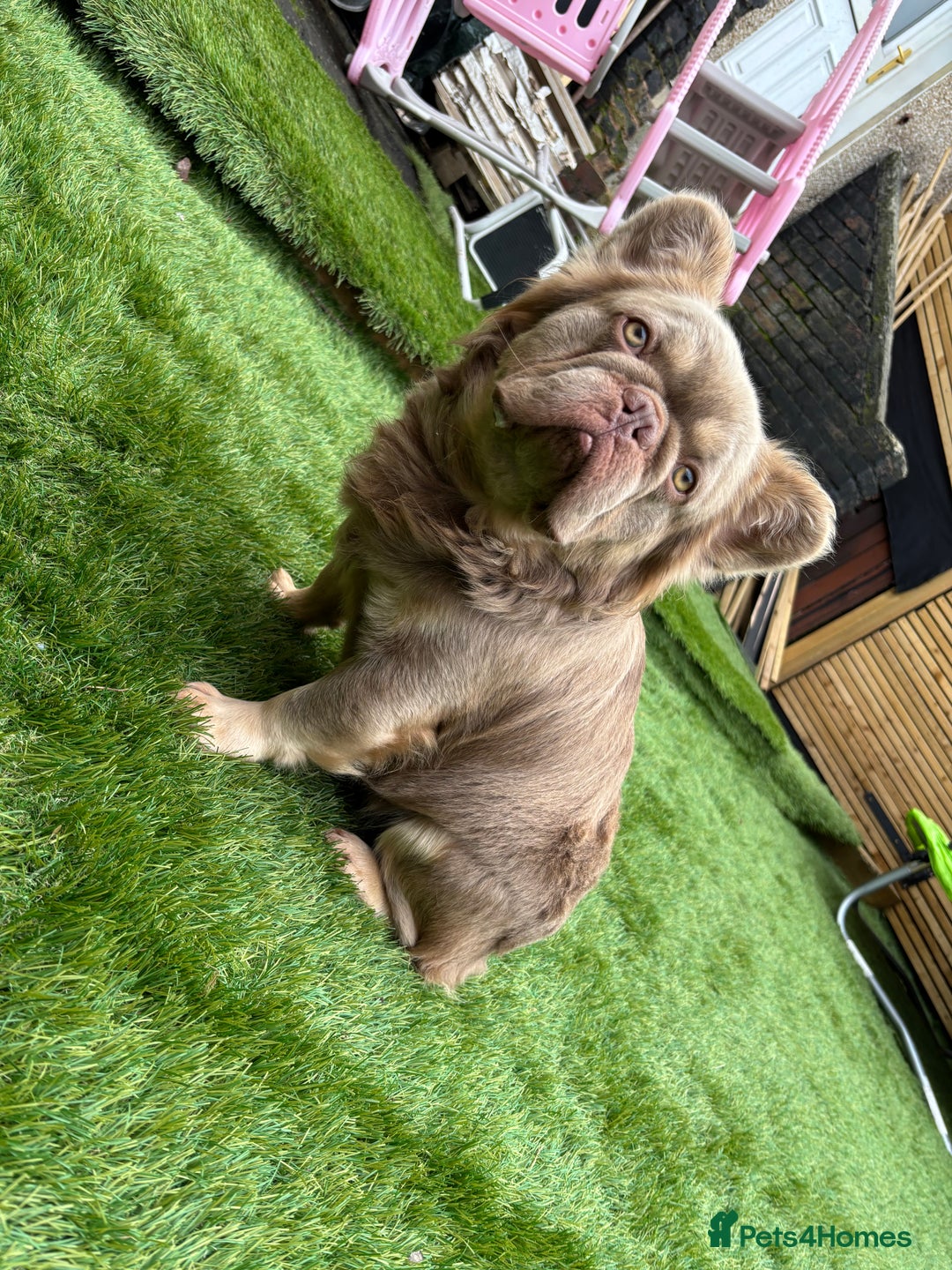 French Bulldog dogs for stud: 🐾New Shade Fluffy French Bulldog🐾 in Wishaw - Advert 5