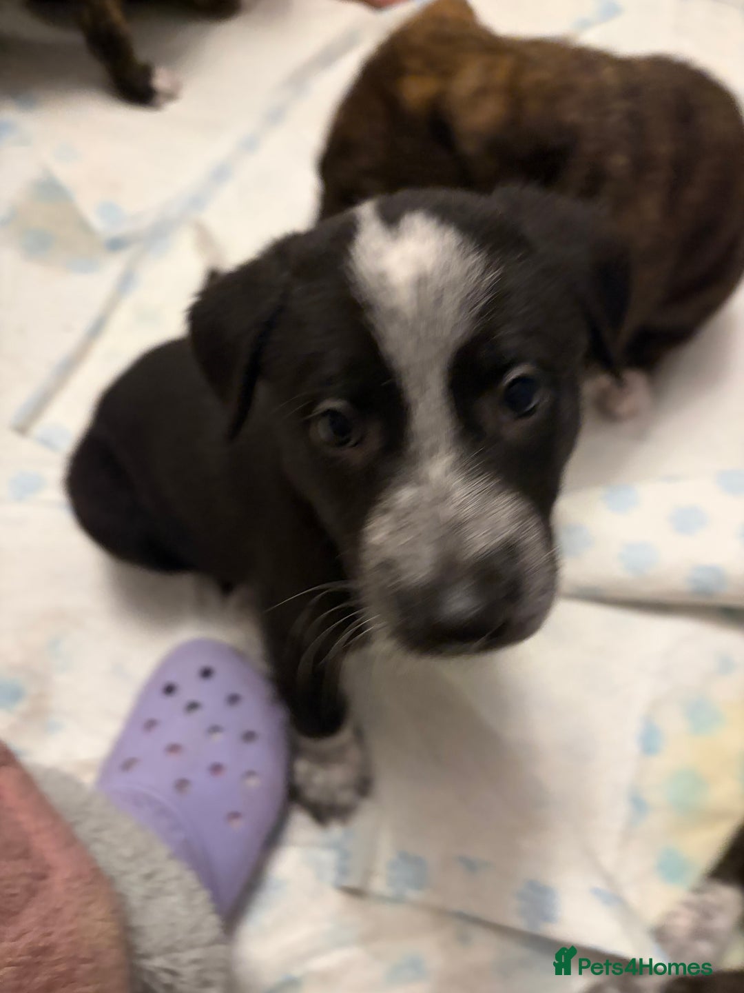 Mixed Breed dogs for sale: 8 beautiful pups for sale - Advert 4