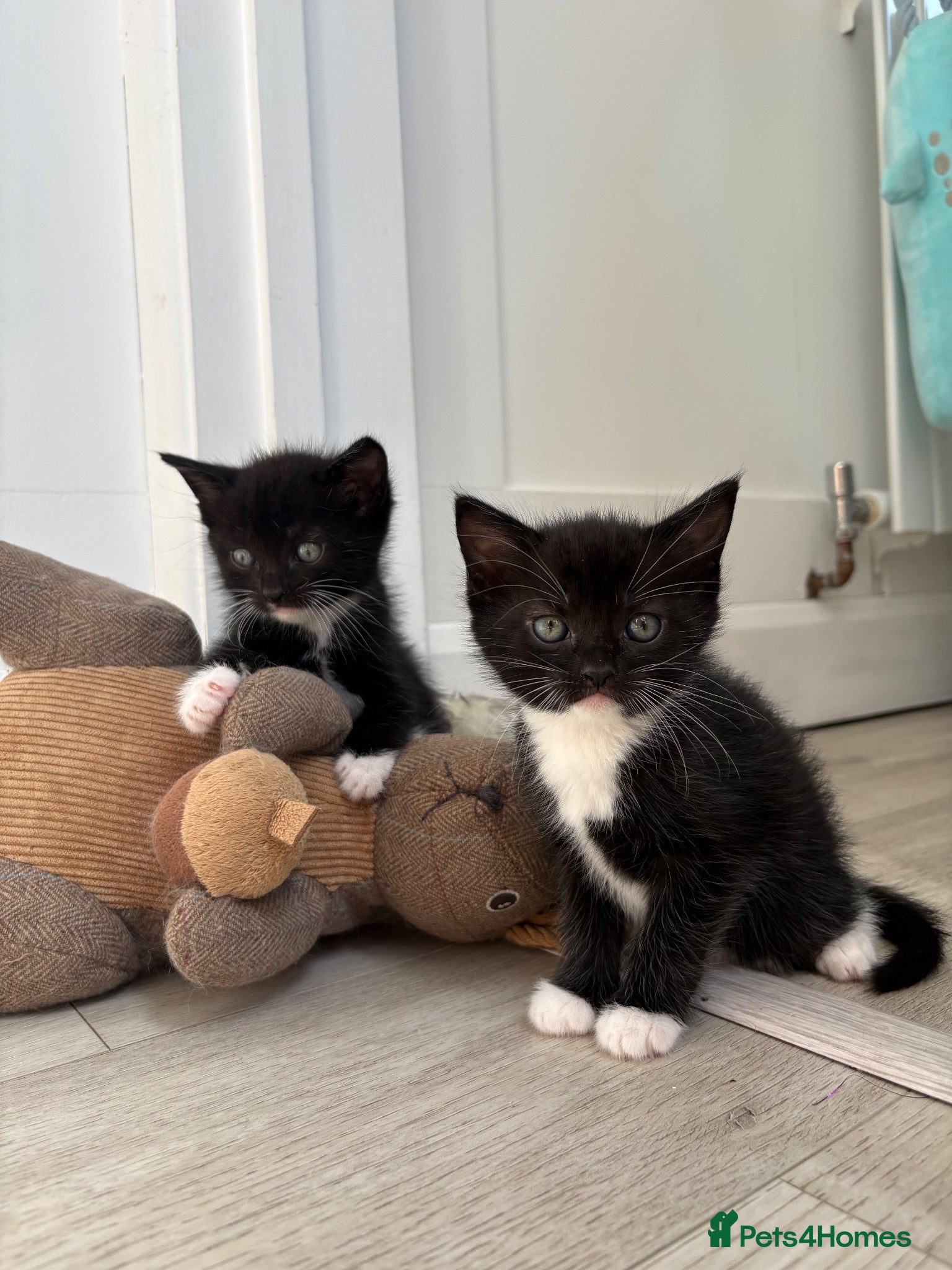 Ragdoll cats 2 Beautiful Black / White Ragdoll Cross Kittens - Advert 8