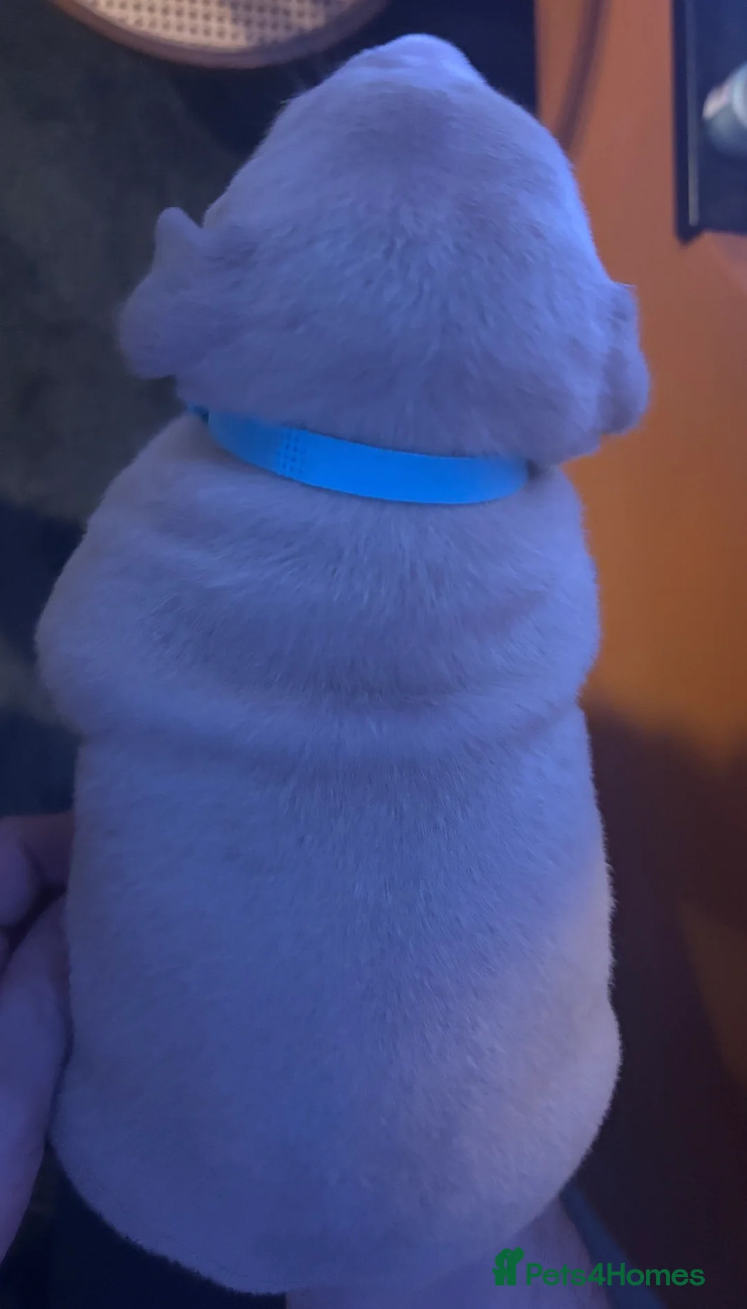 American Bully dogs for sale: Pocket Bully puppies  - Advert 10