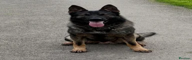 German Shepherd