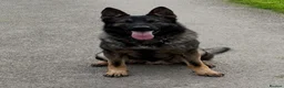 German Shepherd dogs for sale: Exceptional German shepherd  in Lewes - Advert 1