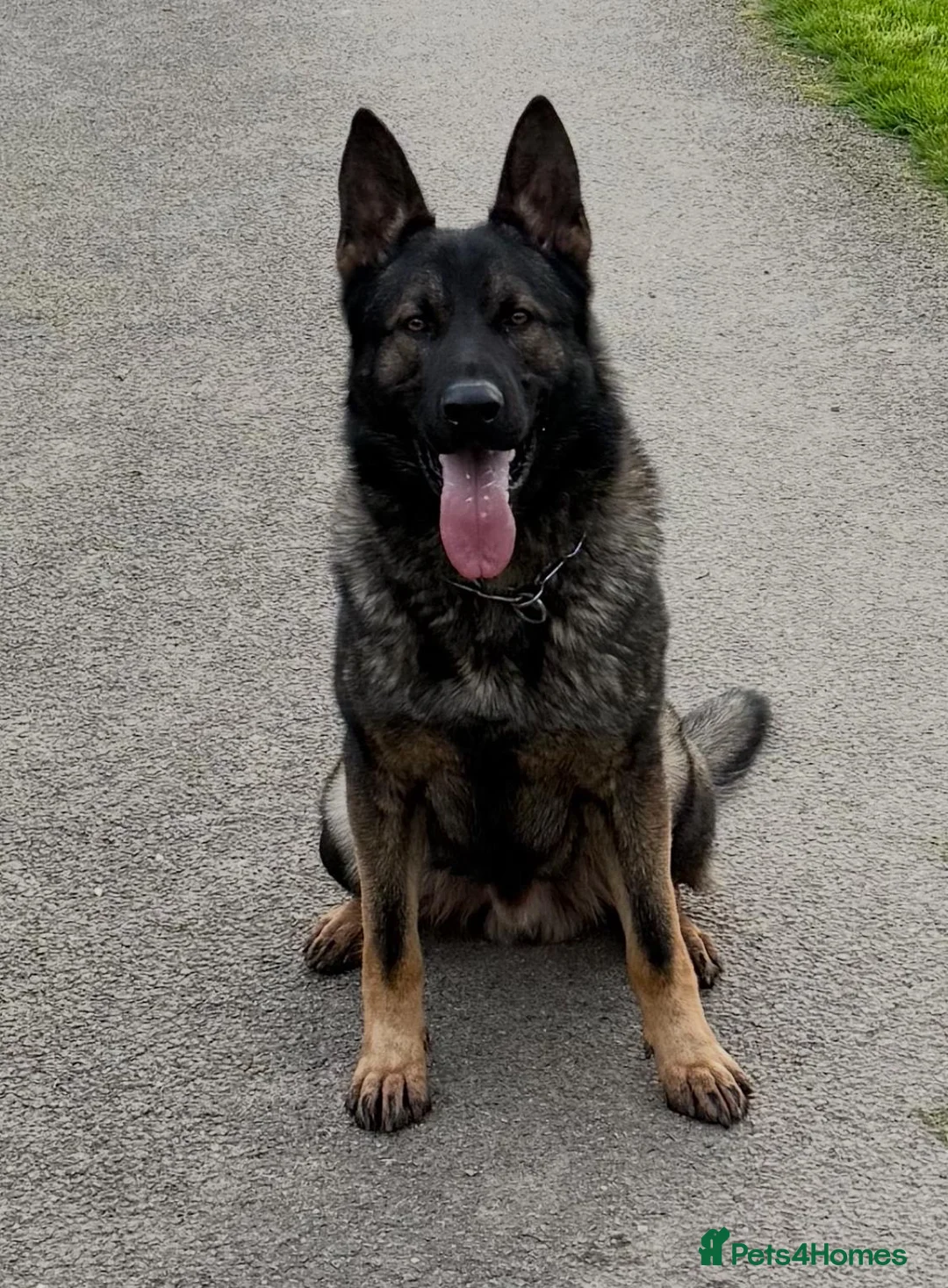 German Shepherd dogs for sale: Exceptional German shepherd  in Lewes - Advert 1