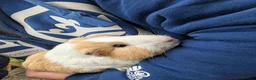 Guinea Pig rodents for sale: Young boy guinea pig  - Advert 3
