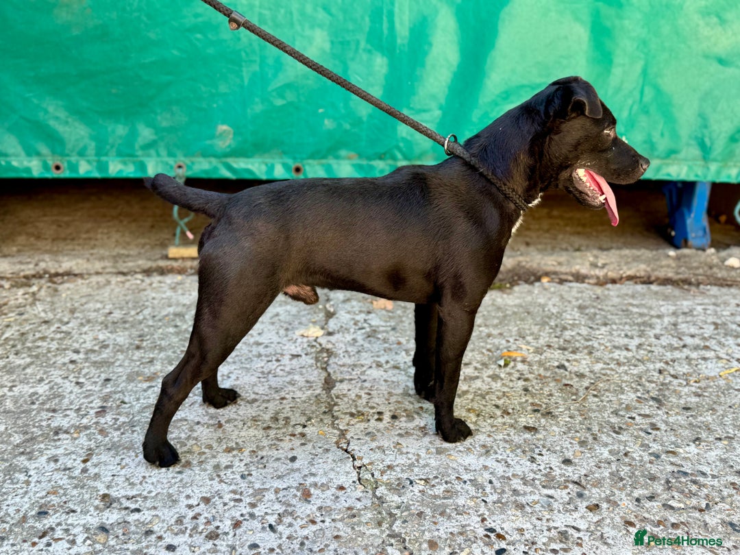 Mixed Breed dogs for sale: 🖤 BOLD Patterdale X  puppies 🖤 - Image 17