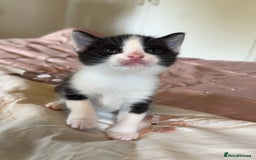 British Shorthair cats for sale: 2 boys one girl for sale  - Image 19