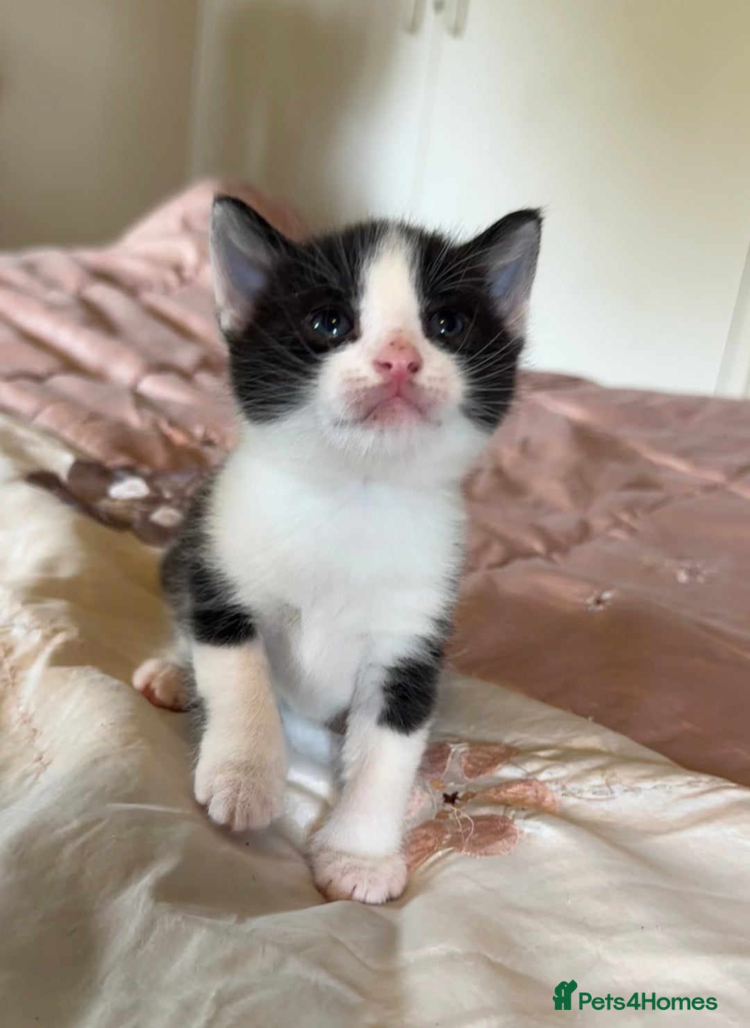 British Shorthair cats for sale: 2 boys one girl for sale  - Image 19