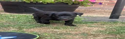 Labrador Retriever dogs for sale: Miss Ashlea shutler  - Advert 2