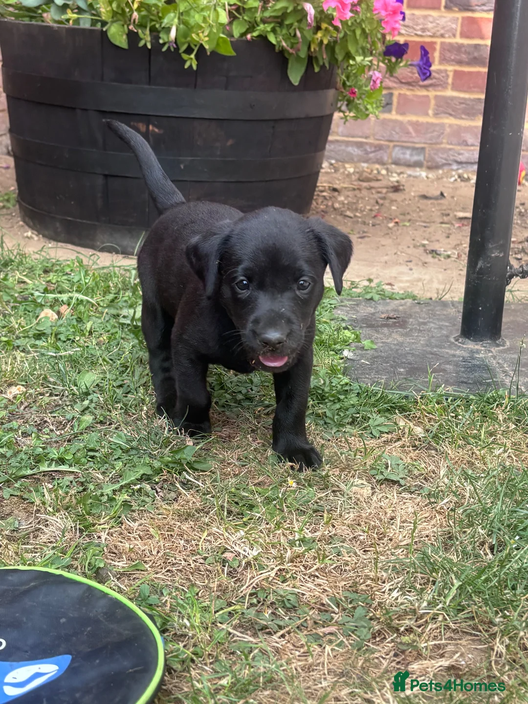 Labrador Retriever dogs for sale: Miss Ashlea shutler  - Advert 2