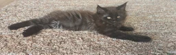 Maine Coon cats for sale: Beautiful Smoke kitten in Grantham - Advert 10