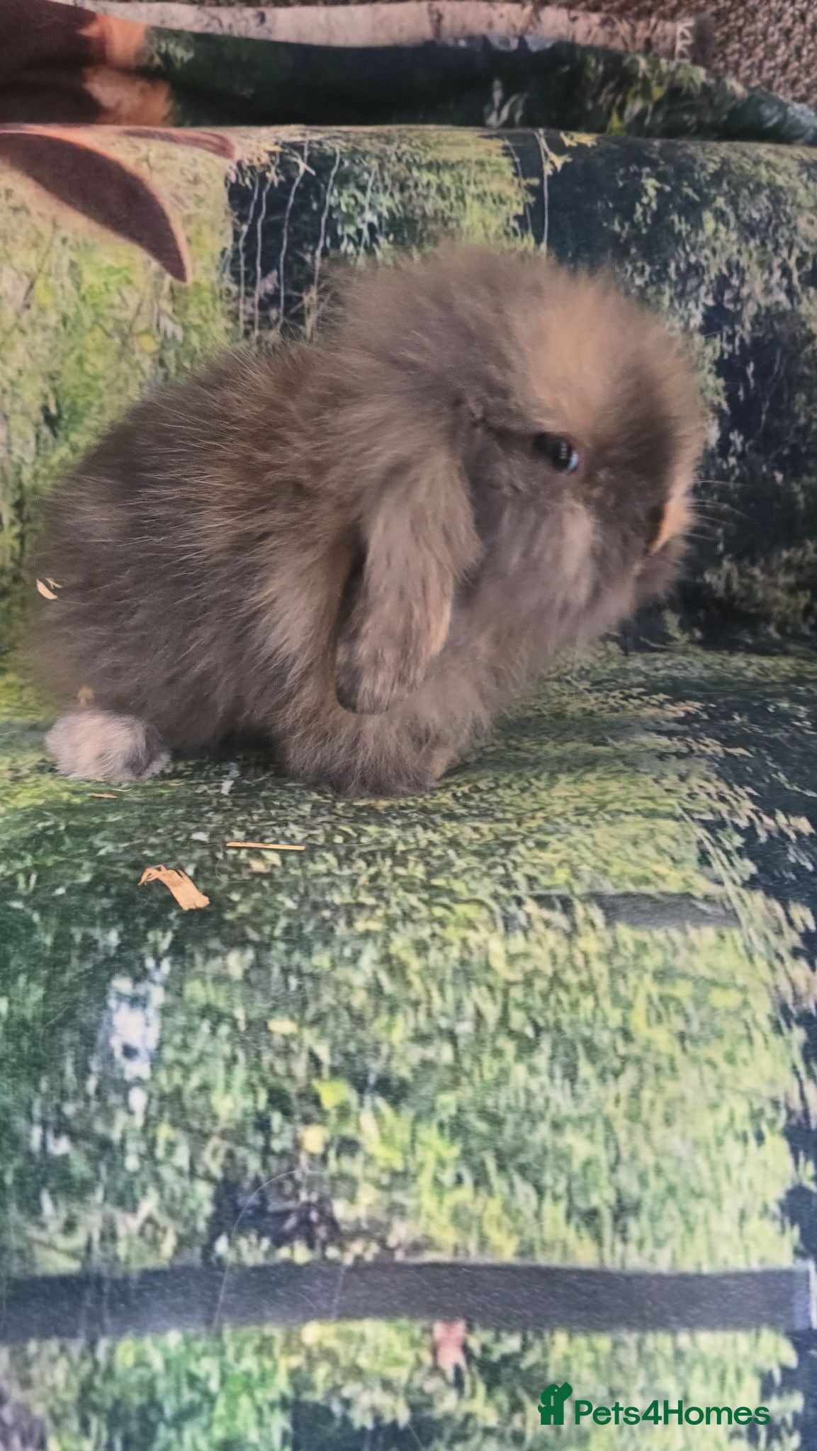 Mini Lop rabbits Mini Lop Baby Rabbits - Advert 2