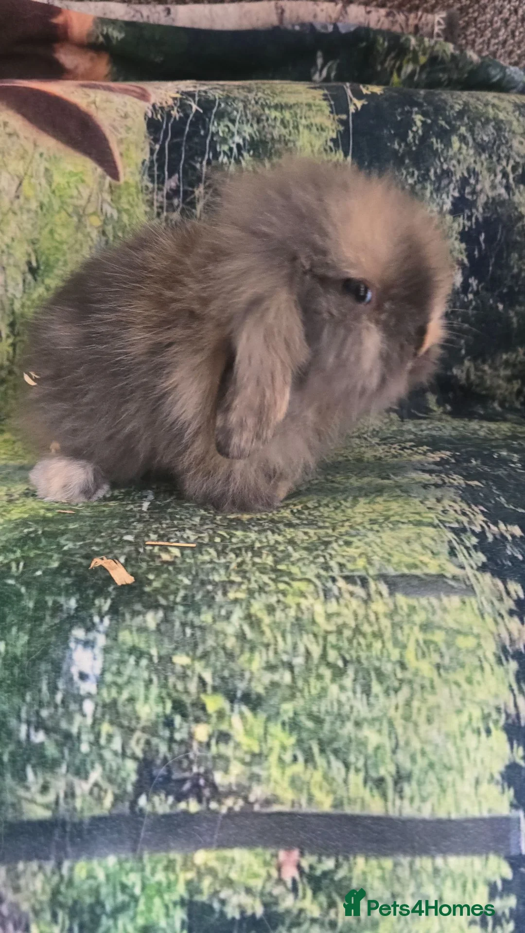 Mini Lop rabbits for sale: Mini Lop Baby Rabbits - Advert 1