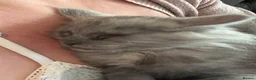 Maine Coon cats for sale: Stunning litter of pure bred Maine Coon kittens - Advert 36