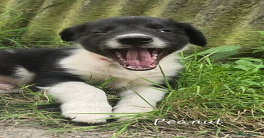 Border Collie dogs - Advert 2